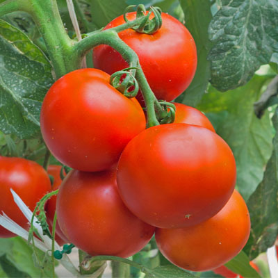Семена томатов для открытого грунта – купить оптом в Москве: описание,характеристики, фото и отзывы