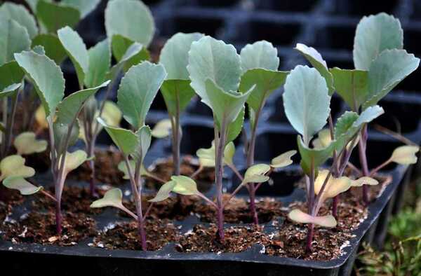 5 проблем выращивания капустной рассады
