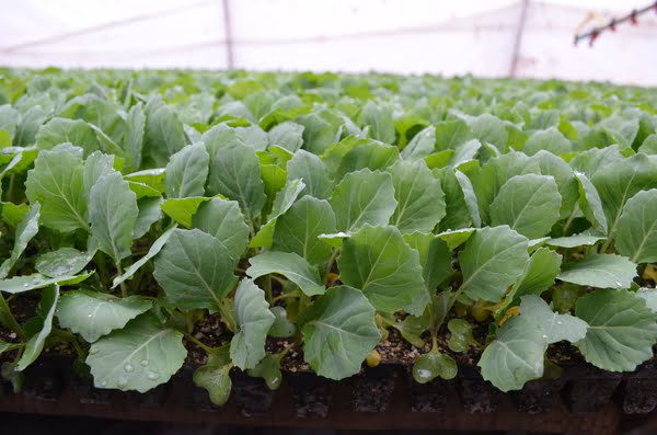 5 проблем выращивания капустной рассады