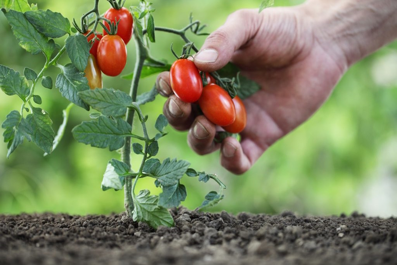 Как высаживать рассаду помидор в открытый грунт