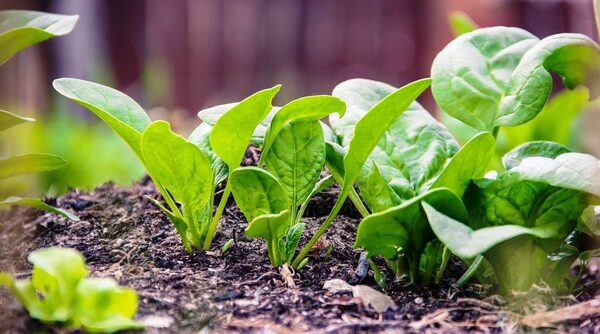 Шпинат: как вырастить здоровое зеленое растение