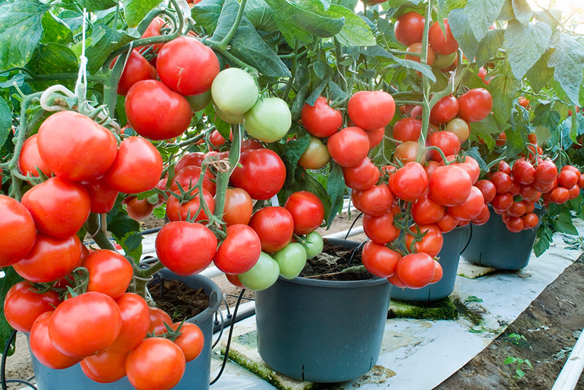 индетерминантные томаты