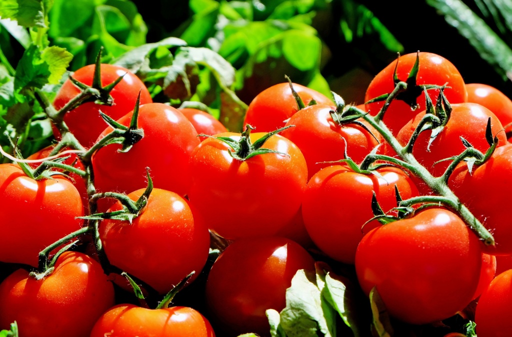 Сорта полудетерминантных томатов