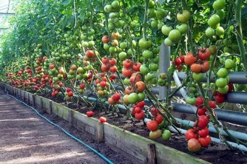 Подкормка и обработка томатов от болезней и вредителей